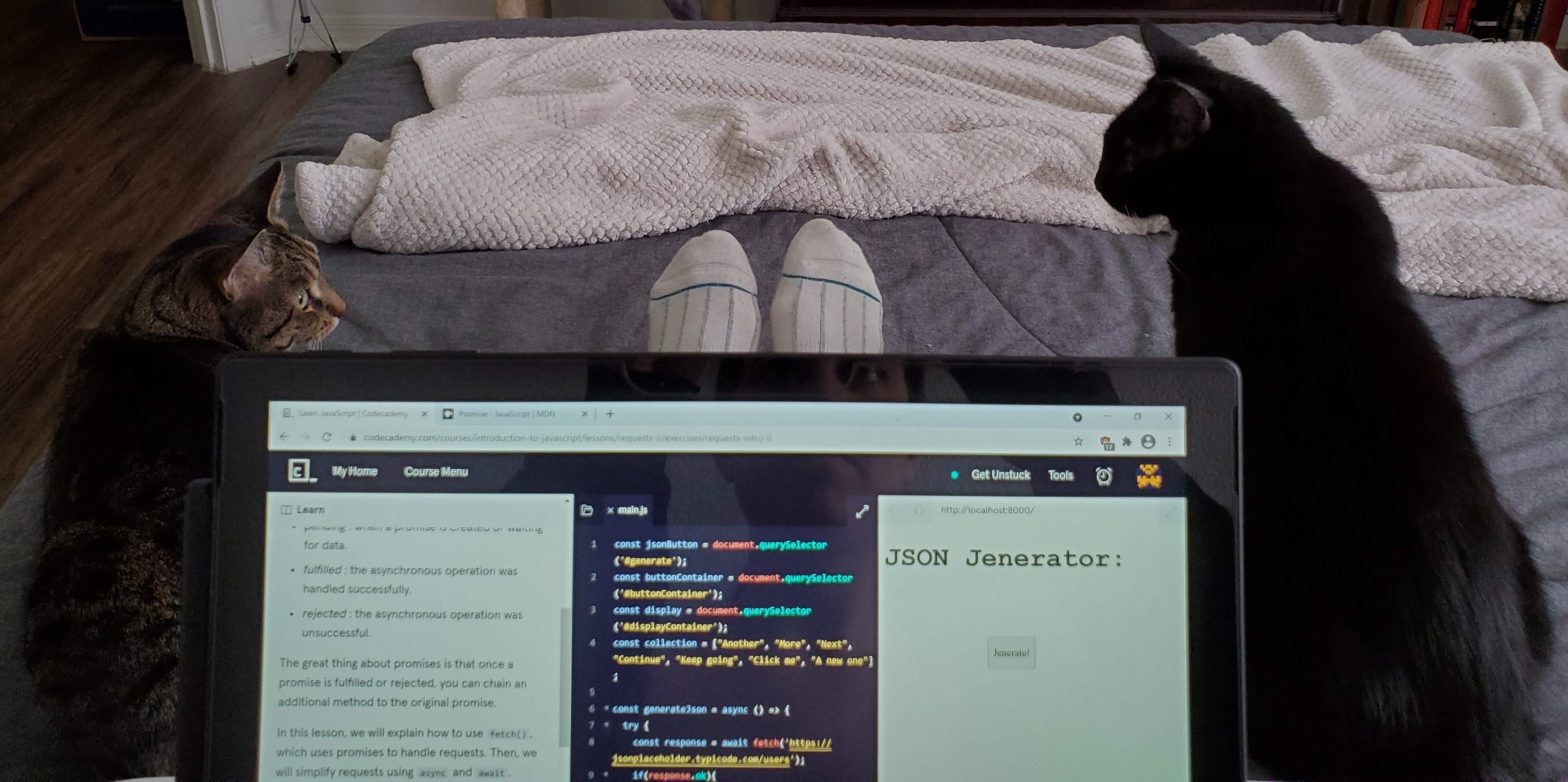 Picture of me taking a coding lesson accompianed by cats.